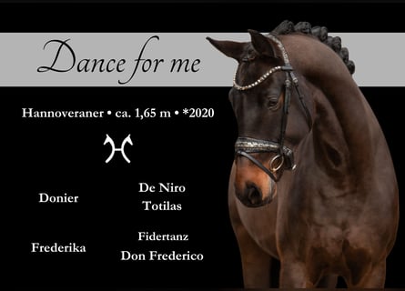 Hanoverian, Gelding, 4 years, 16 hh, Smoky-Black