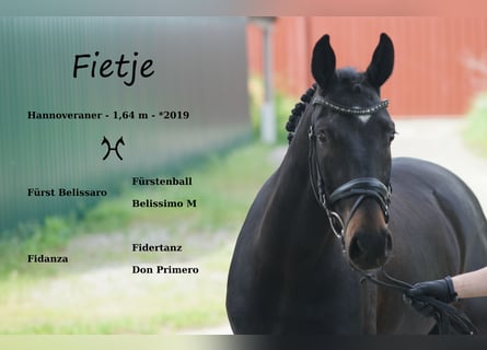 Hanoverian, Gelding, 4 years, 16 hh, Smoky-Black