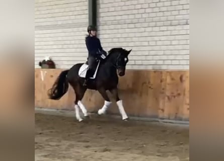 Hanoverian, Gelding, 4 years, 16,1 hh, Bay-Dark