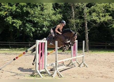Hanoverian, Gelding, 4 years, 16,1 hh, Bay-Dark