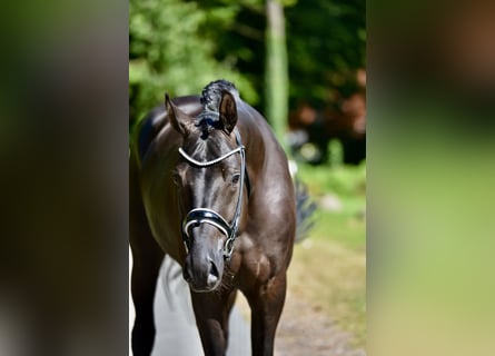 Hanoverian, Gelding, 4 years, 16,1 hh, Black