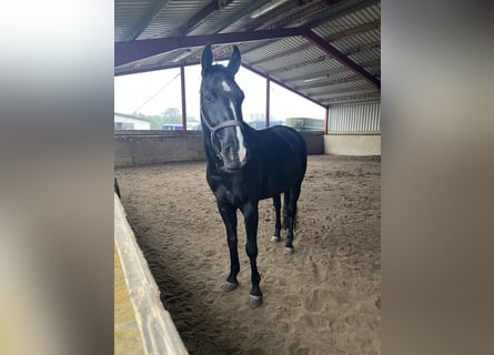 Hanoverian, Gelding, 4 years, 16,1 hh, Black