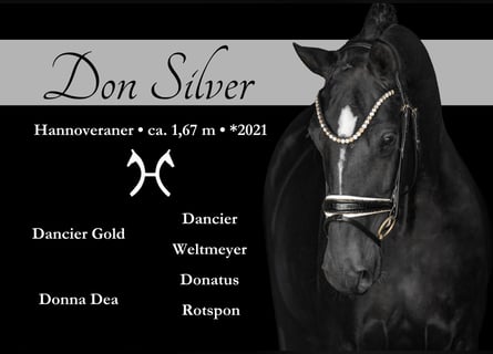 Hanoverian, Gelding, 4 years, 16,1 hh, Black