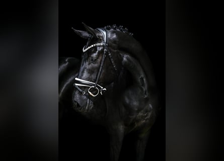 Hanoverian, Gelding, 4 years, 16,1 hh, Black