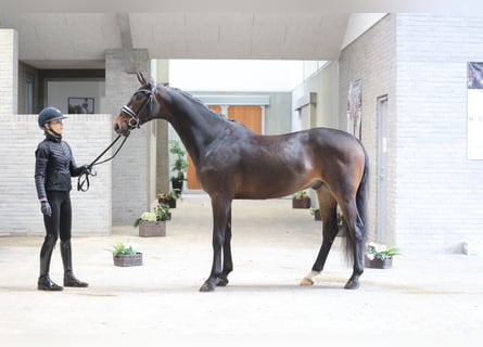 Hanoverian, Gelding, 4 years, 16,1 hh, Brown
