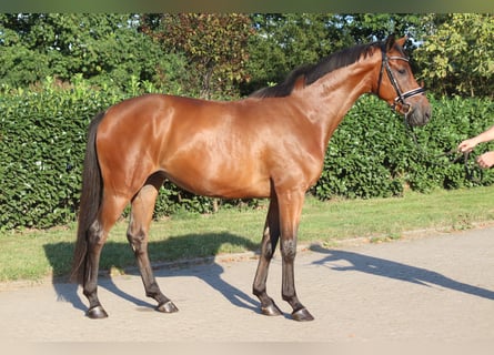 Hanoverian, Gelding, 4 years, 16,1 hh, Brown