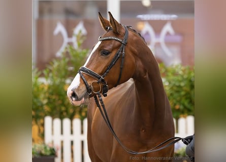 Hanoverian, Gelding, 4 years, 16,1 hh, Brown