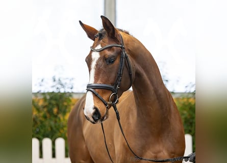 Hanoverian, Gelding, 4 years, 16,1 hh, Brown