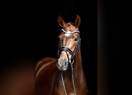Hanoverian, Gelding, 4 years, 16,1 hh, Chestnut