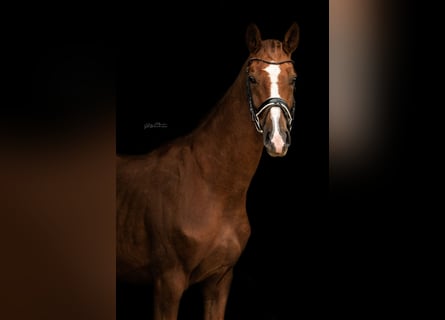 Hanoverian, Gelding, 4 years, 16,1 hh, Chestnut-Red