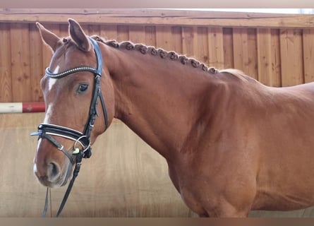 Hanoverian, Gelding, 4 years, 16,1 hh, Chestnut-Red