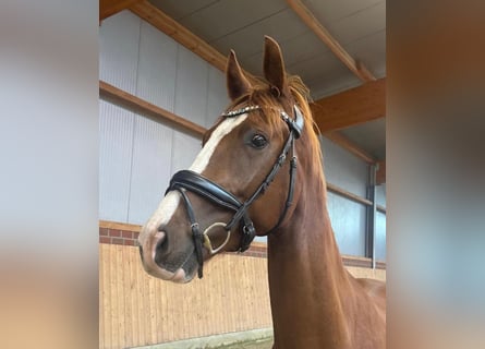Hanoverian, Gelding, 4 years, 16,1 hh, Chestnut-Red