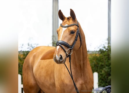 Hanoverian, Gelding, 4 years, 16,1 hh, Chestnut-Red