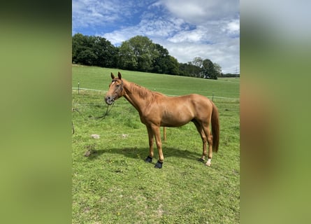 Hanoverian, Gelding, 4 years, 16,1 hh, Chestnut-Red