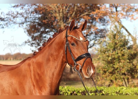 Hanoverian, Gelding, 4 years, 16,1 hh