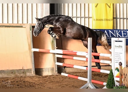 Hanoverian, Gelding, 4 years, 16,1 hh, Grey-Dapple