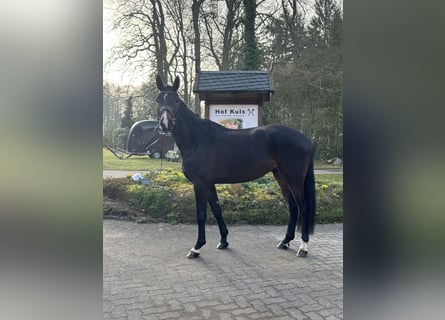 Hanoverian, Gelding, 4 years, 16,2 hh, Bay-Dark
