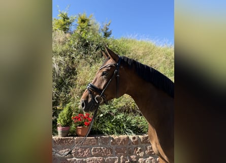 Hanoverian, Gelding, 4 years, 16,2 hh, Bay-Dark