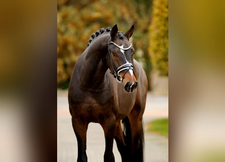 Hanoverian, Gelding, 4 years, 16,2 hh, Bay-Dark