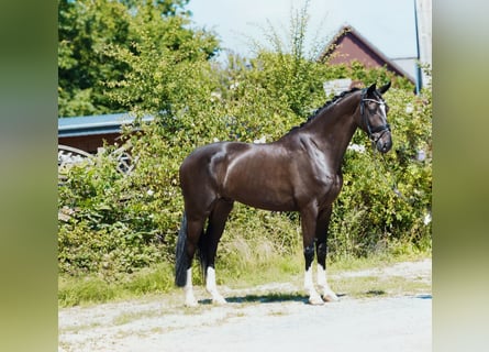 Hanoverian, Gelding, 4 years, 16,2 hh, Black