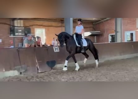Hanoverian, Gelding, 4 years, 16,2 hh, Black