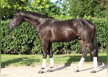 Hanoverian, Gelding, 4 years, 16,2 hh, Black