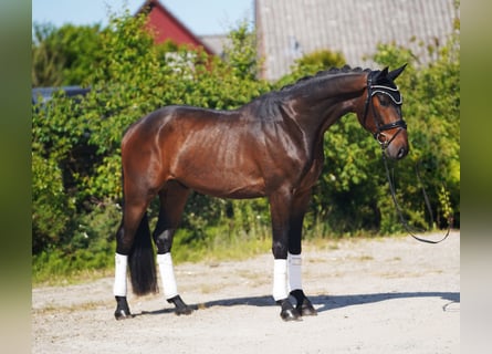 Hanoverian, Gelding, 4 years, 16,2 hh, Brown