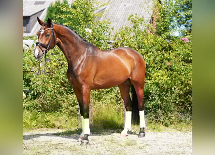 Hanoverian, Gelding, 4 years, 16,2 hh, Brown