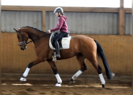 Hanoverian, Gelding, 4 years, 16,2 hh, Brown