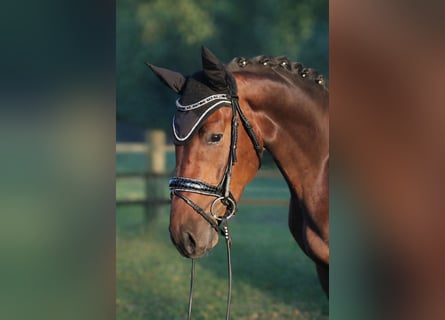 Hanoverian, Gelding, 4 years, 16,2 hh, Brown