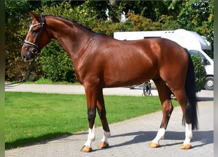 Hanoverian, Gelding, 4 years, 16,2 hh, Brown