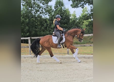 Hanoverian, Gelding, 4 years, 16,2 hh, Brown