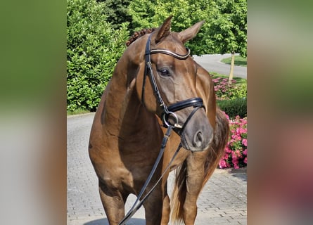 Hanoverian, Gelding, 4 years, 16,2 hh, Chestnut