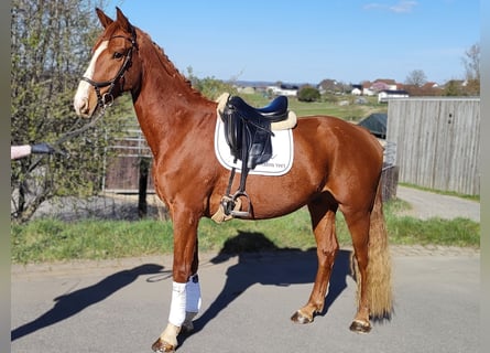 Hanoverian, Gelding, 4 years, 16,2 hh, Chestnut-Red