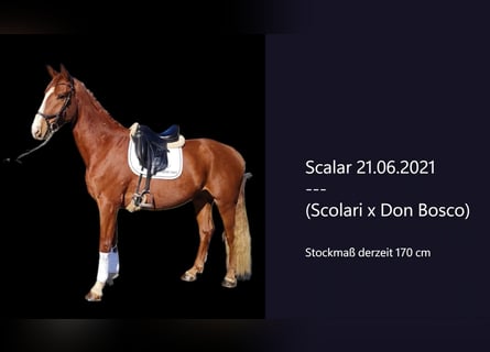 Hanoverian, Gelding, 4 years, 16,2 hh, Chestnut-Red