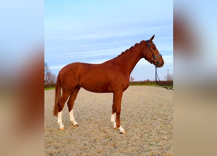 Hanoverian, Gelding, 4 years, 16,2 hh, Chestnut-Red