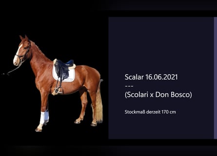 Hanoverian, Gelding, 4 years, 16,2 hh, Chestnut-Red