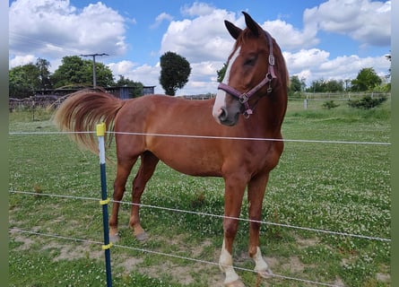 Hanoverian, Gelding, 4 years, 16,2 hh, Chestnut-Red