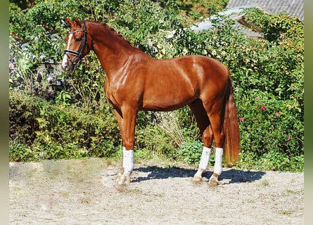 Hanoverian, Gelding, 4 years, 16,2 hh, Chestnut-Red
