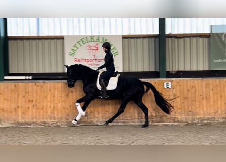 Hanoverian, Gelding, 4 years, 16,3 hh, Black