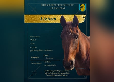 Hanoverian, Gelding, 4 years, 16,3 hh, Chestnut-Red