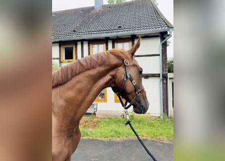 Hanoverian, Gelding, 4 years, 16,3 hh, Chestnut-Red