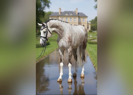 Hanoverian, Gelding, 4 years, 16,3 hh