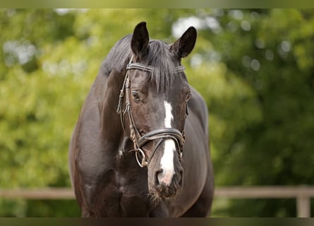 Hanoverian, Gelding, 4 years, 16,3 hh, Smoky-Black