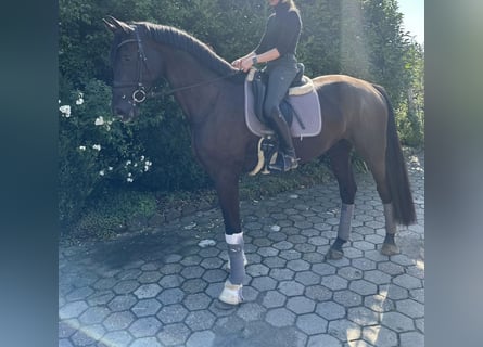 Hanoverian, Gelding, 4 years, 17,1 hh, Black