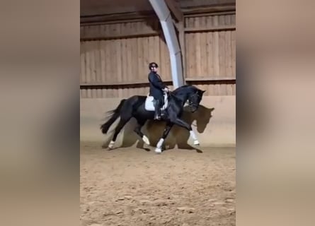 Hanoverian, Gelding, 4 years, 17.1 hh, Black