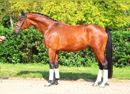 Hanoverian, Gelding, 4 years, 17,1 hh, Brown