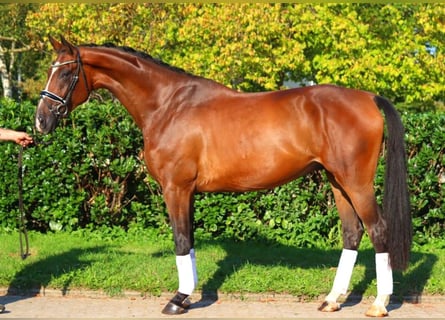 Hanoverian, Gelding, 4 years, 17,1 hh, Brown