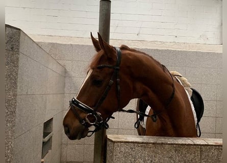 Hanoverian, Gelding, 4 years, 17,1 hh, Chestnut-Red