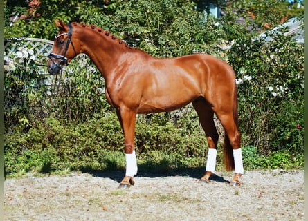 Hanoverian, Gelding, 4 years, 17,1 hh, Chestnut-Red